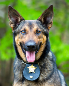 Police dog on duty.